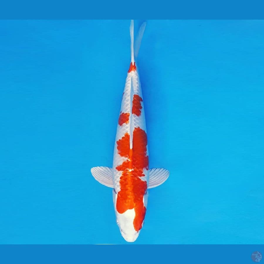 DOJO 5 ~ KOHAKU HIKARI 31 cm/fm ™
