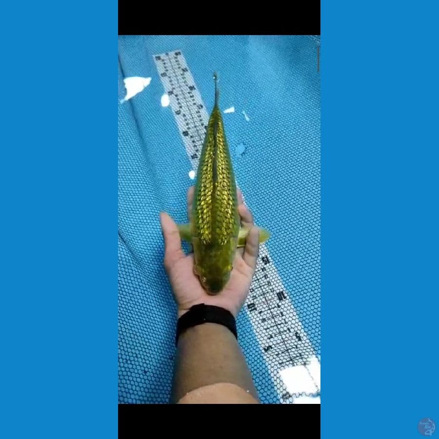 Chagoi midori ginrin munuk jos bosku size 32cm