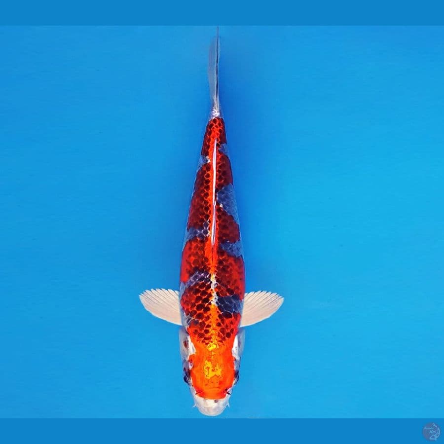 DOJO 8 ~ KUJAKU INAZUMA 30 cm/fm ®