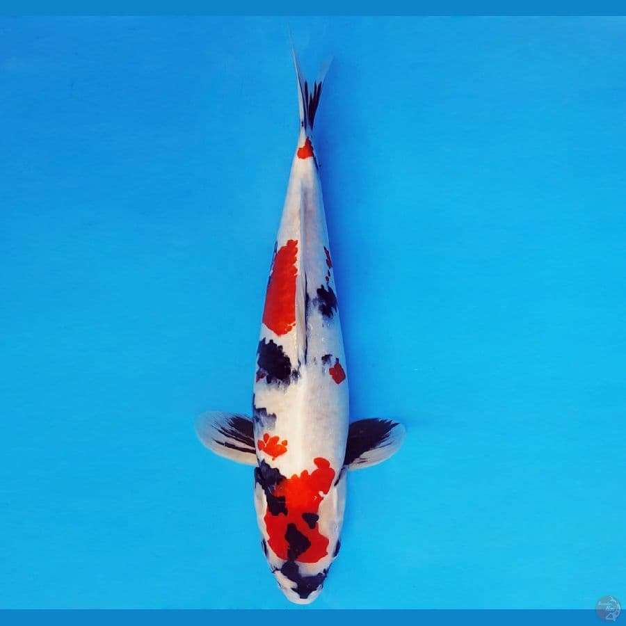 DOJO 11 ~ KINDAI SHOWA 39 cm/male ™