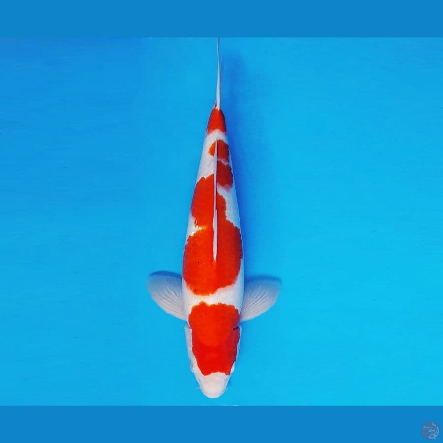 DOJO 12 ~ AI GOROMO 39 cm/fm ™