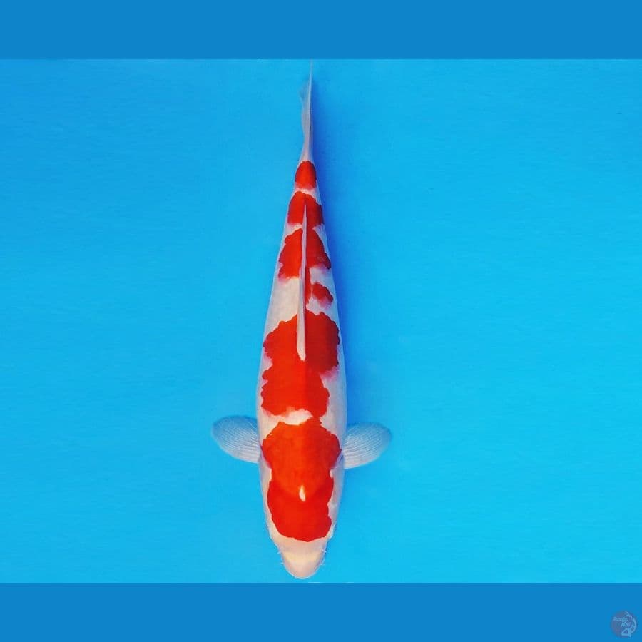 DOJO 14 ~ KOHAKU 35 cm/fm ™