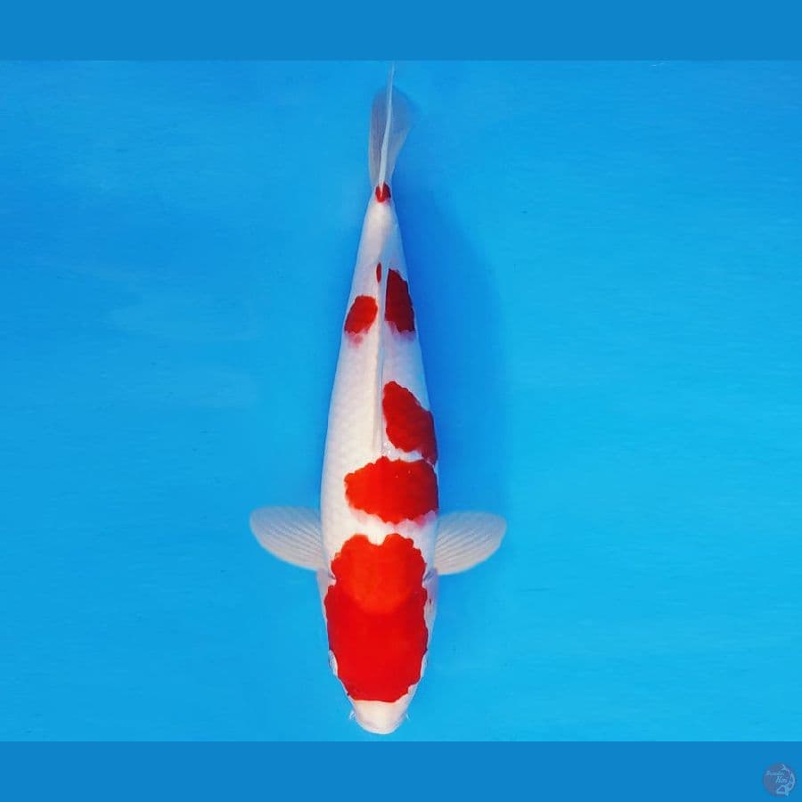 DOJO 15 ~ KOHAKU 30 cm/fm ™