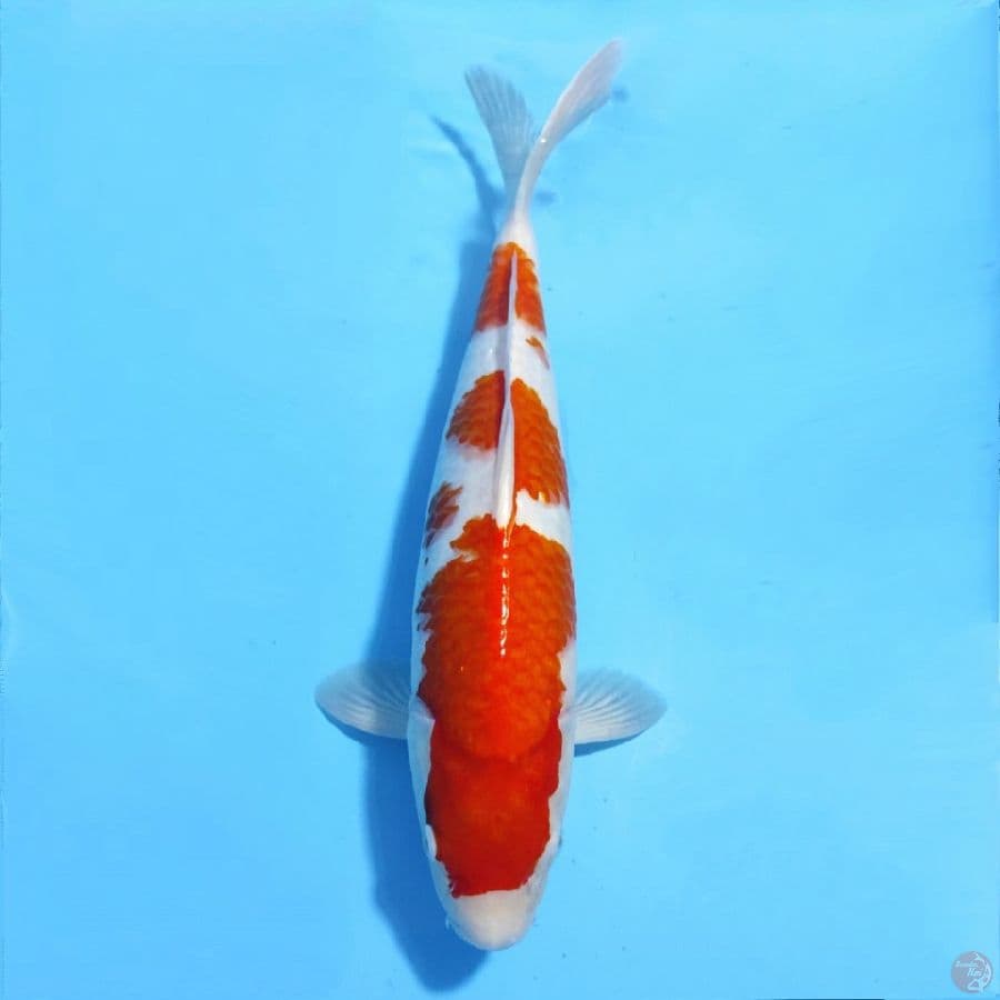 SIZE 42CM KOHAKU F1 BAKAT JUMBO