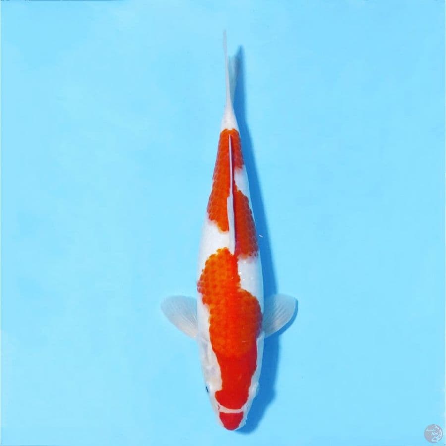 size 35cm KOHAKU INAZUMA ORIGINAL
