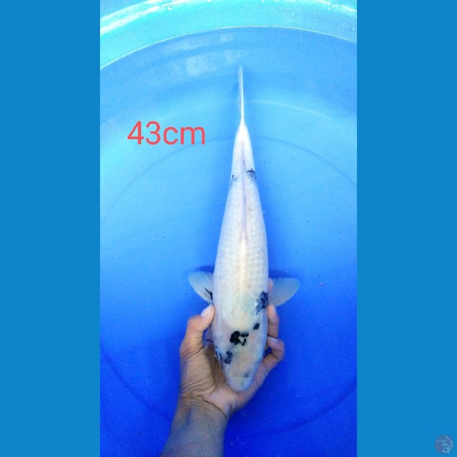 shiro putih bersih 43cm female