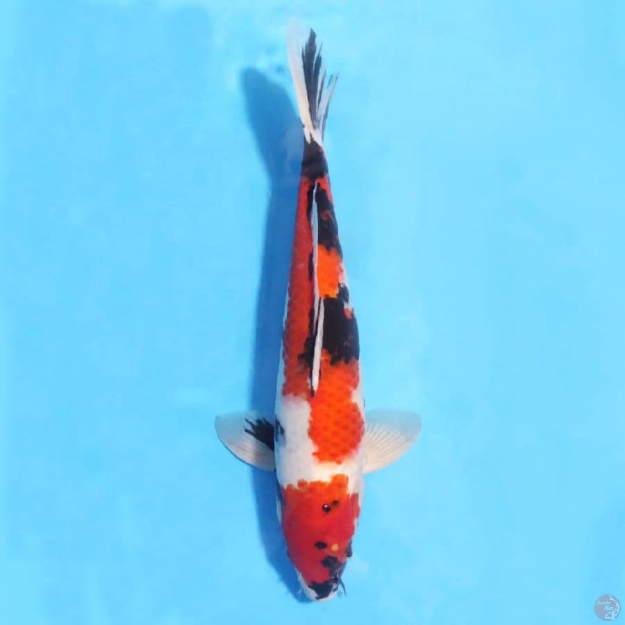 SHOWA SANSHOKU BENI TEBAL 41CM MALE
