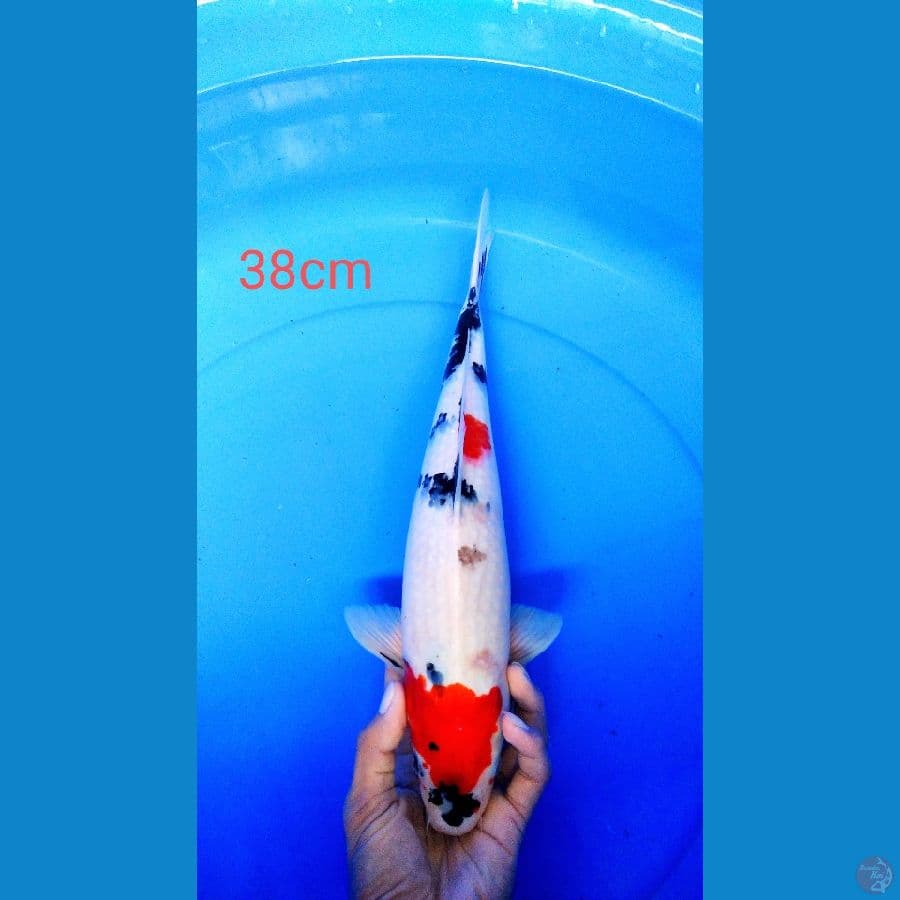 showa 38cm female