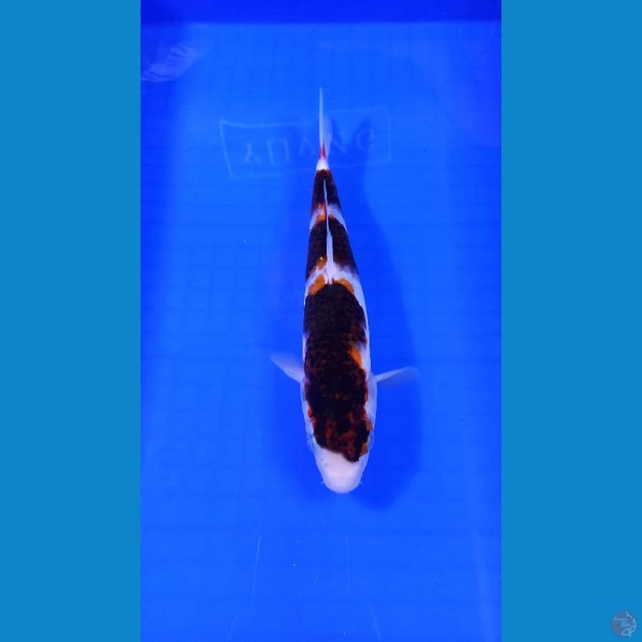 goromo 26 cm