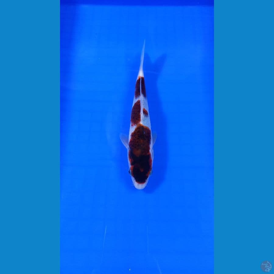 goromo 20 cm