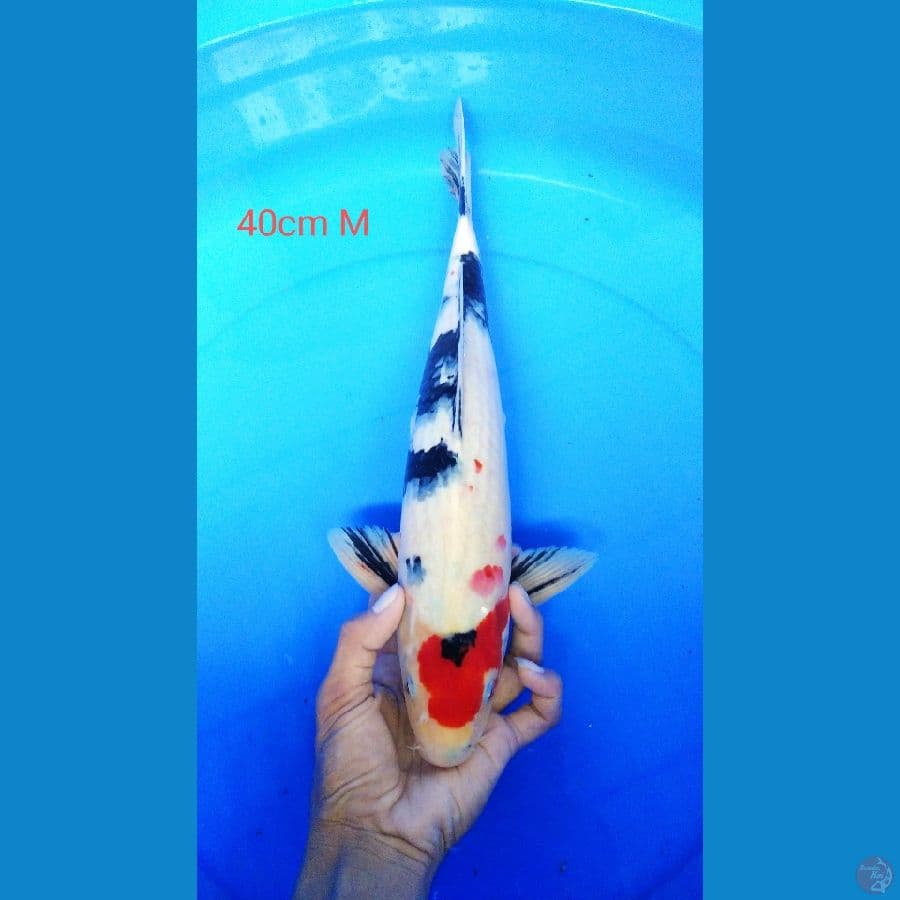 showa 40cm