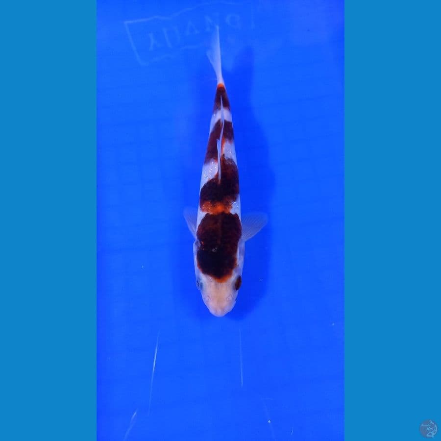 goromo 20 cm