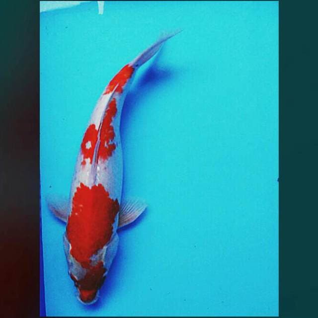 Kohaku 46cm