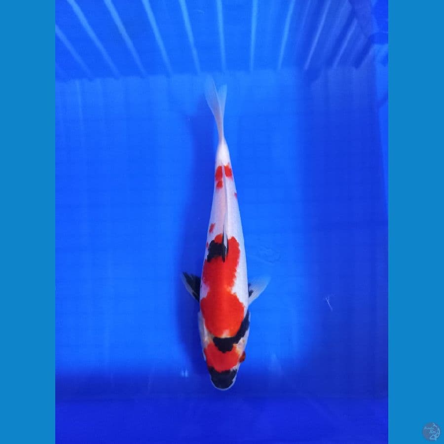 showa 28 cm