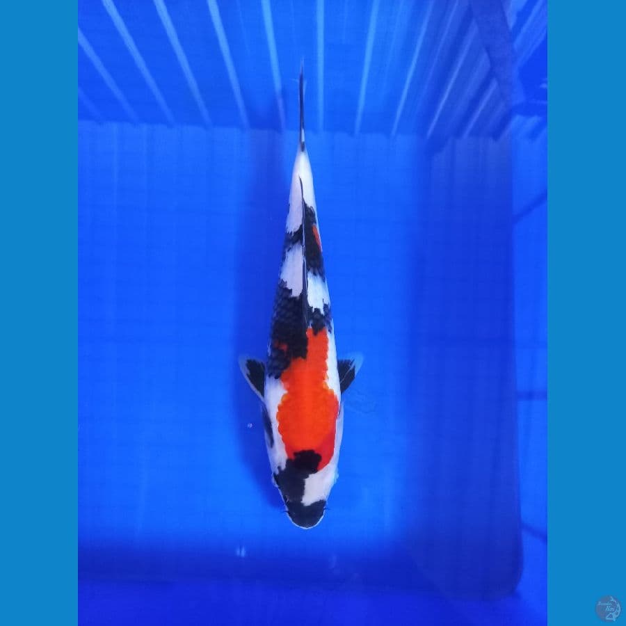 showa 34 cm