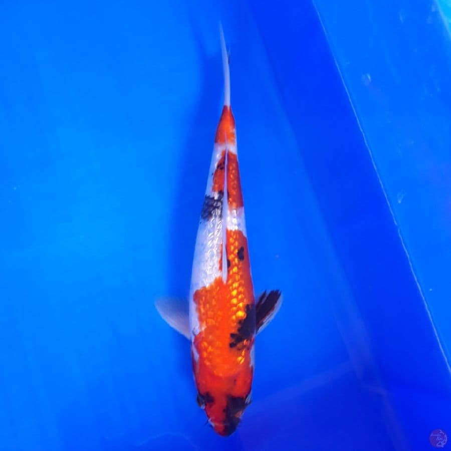 Showa Ginrin 29cm