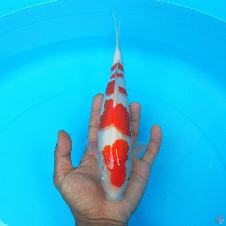 kohaku