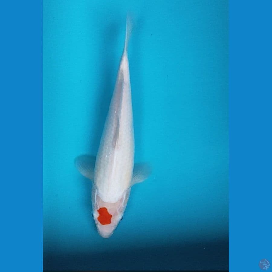 tancho kohaku 32cm