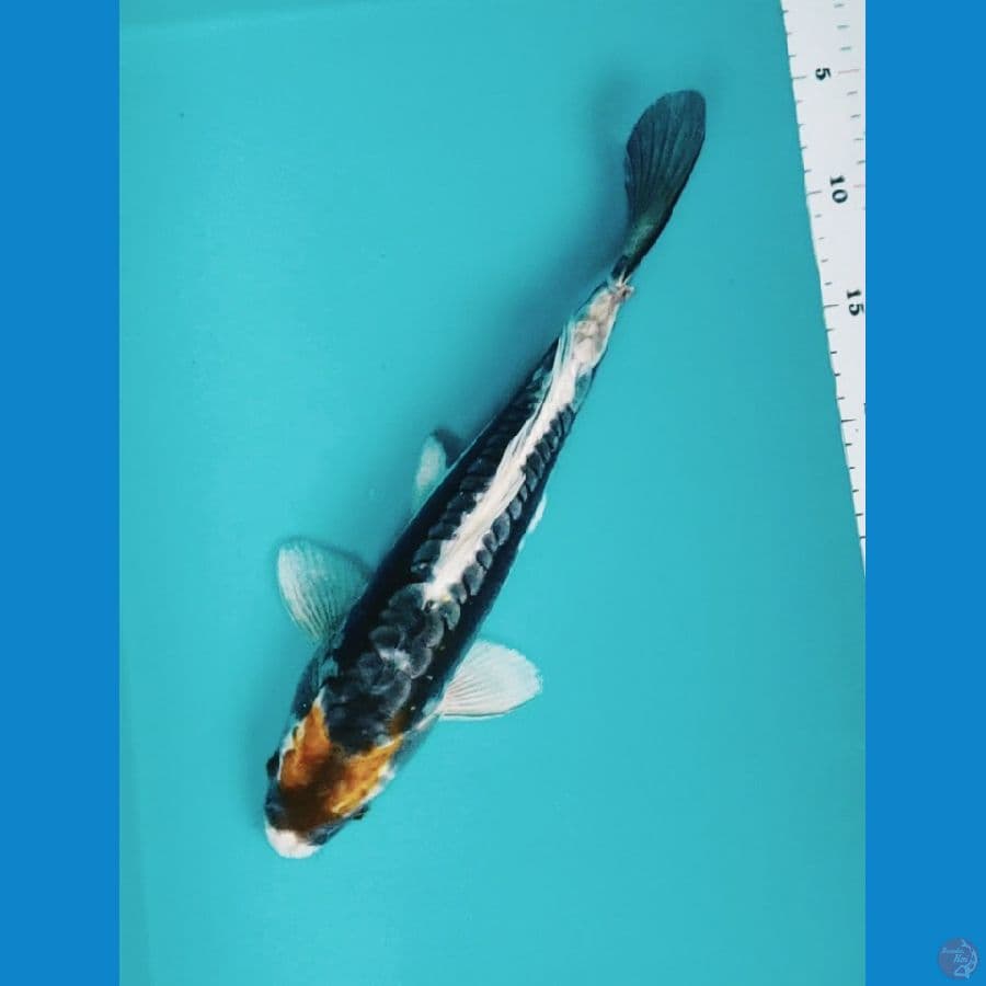 kabuto 34cm male