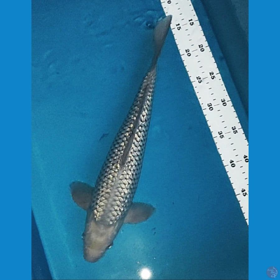 soragoi full ginrin 39cm male