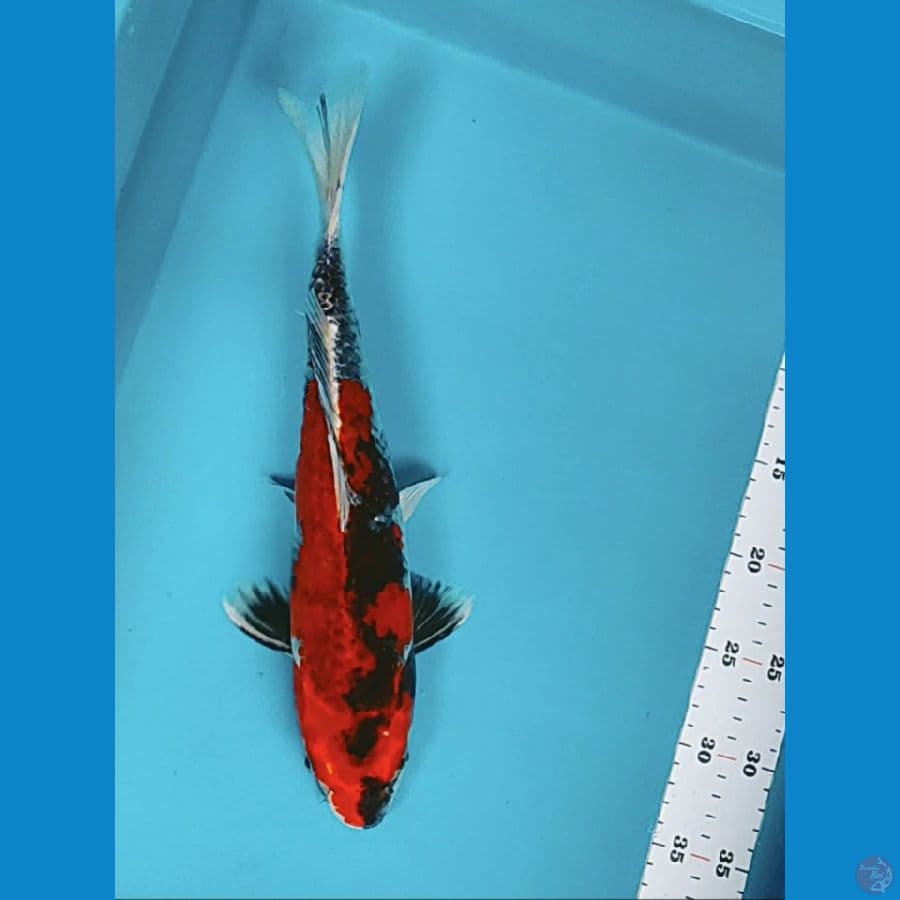 showa hikari strong 34cm