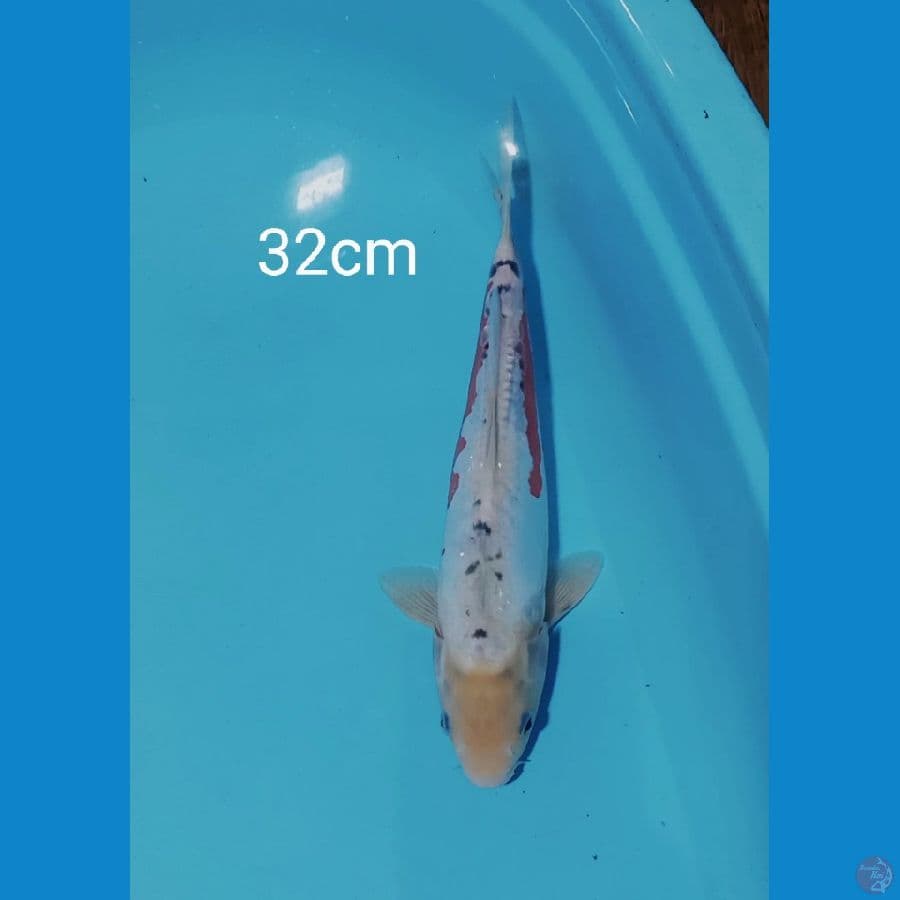 shusui 32cm