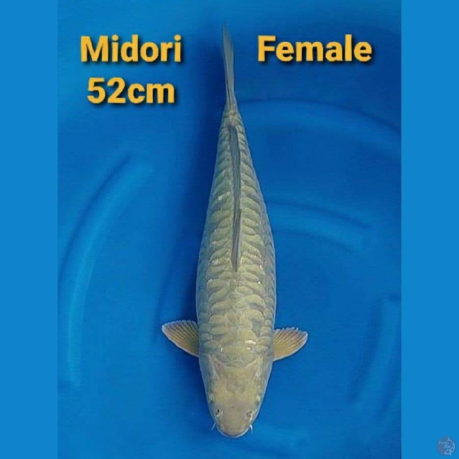 MIDORI ARAGOKE 52CM FEMALE JUMBOO