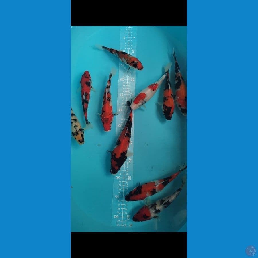 Showa Shiro 20-25cm