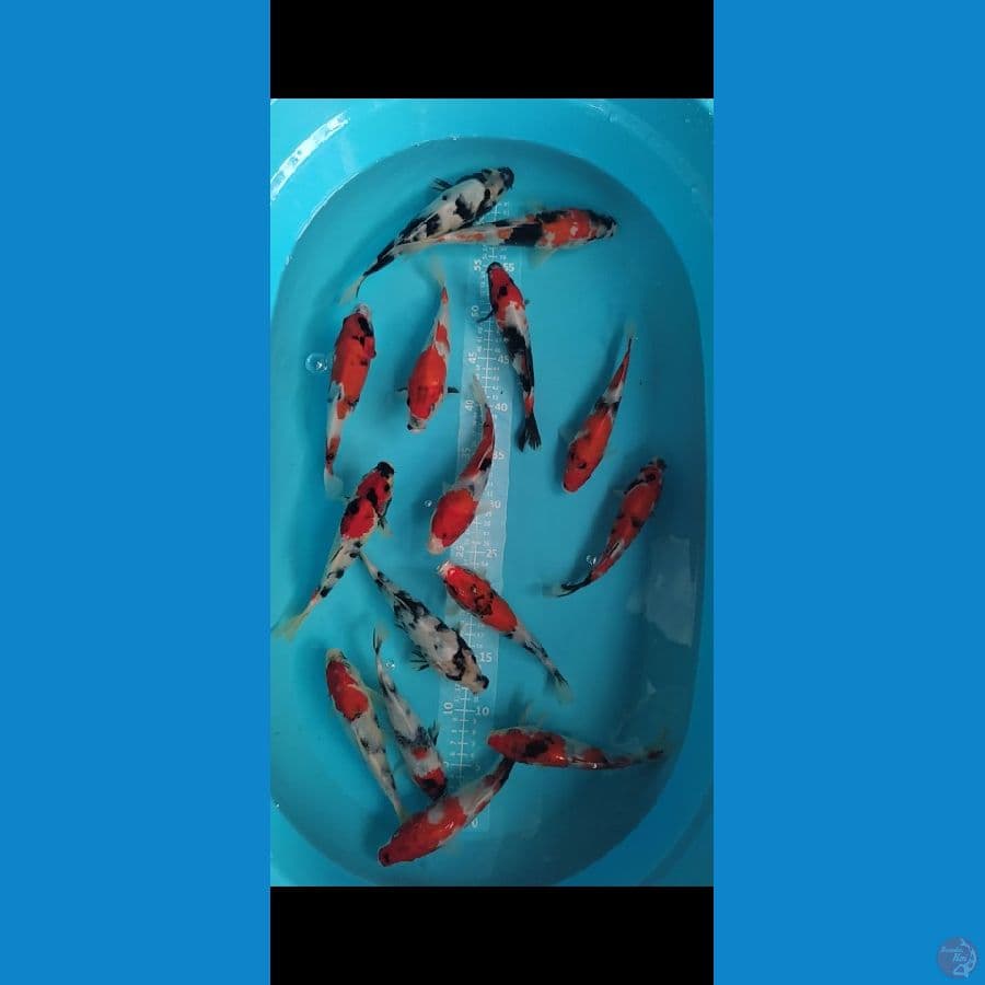 showa shiro 20-24cm 15 ekor