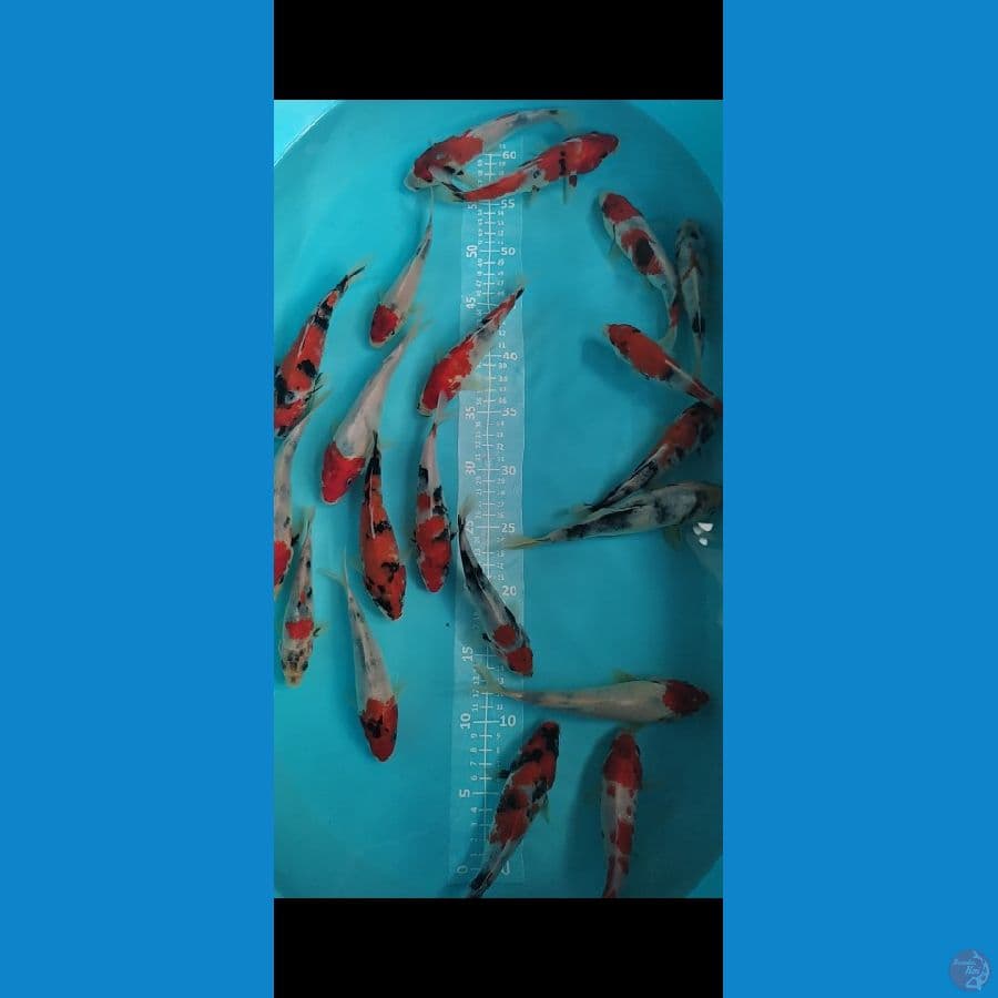 showa shiro 15-20cm 20 ekor