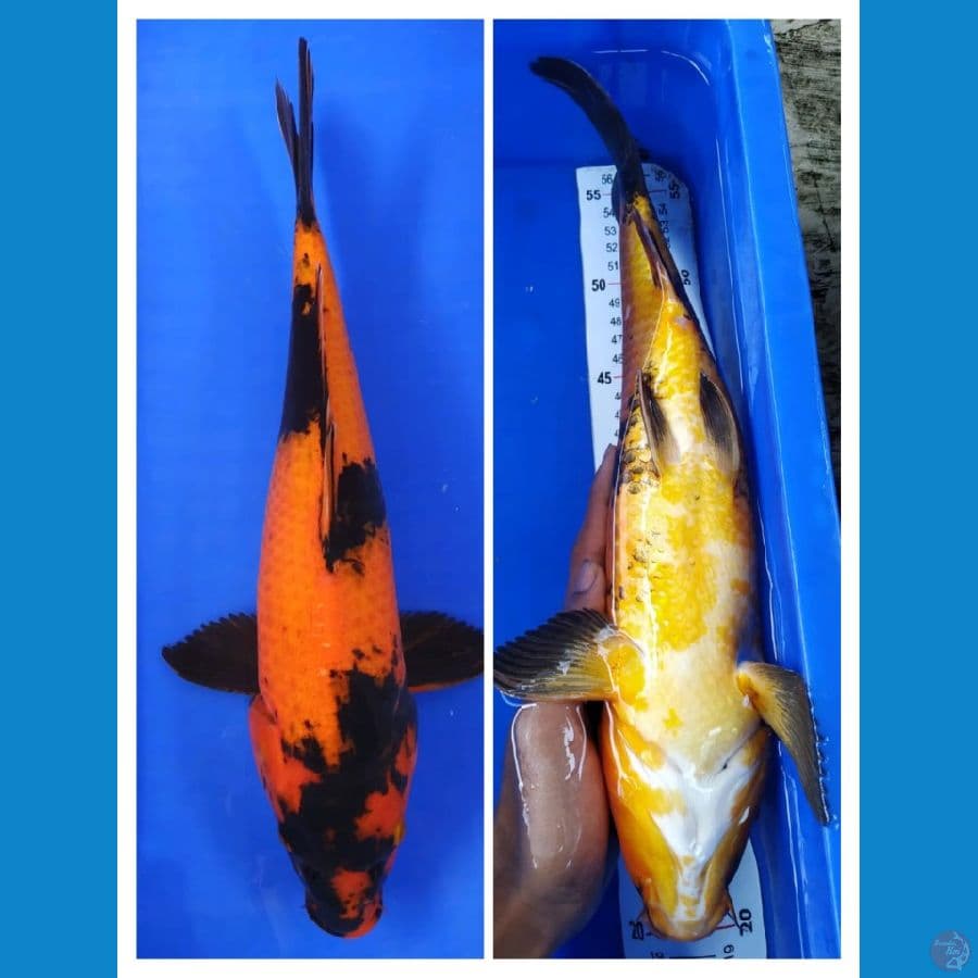 HI UTSURI TEMBUS PERUT 37 CM