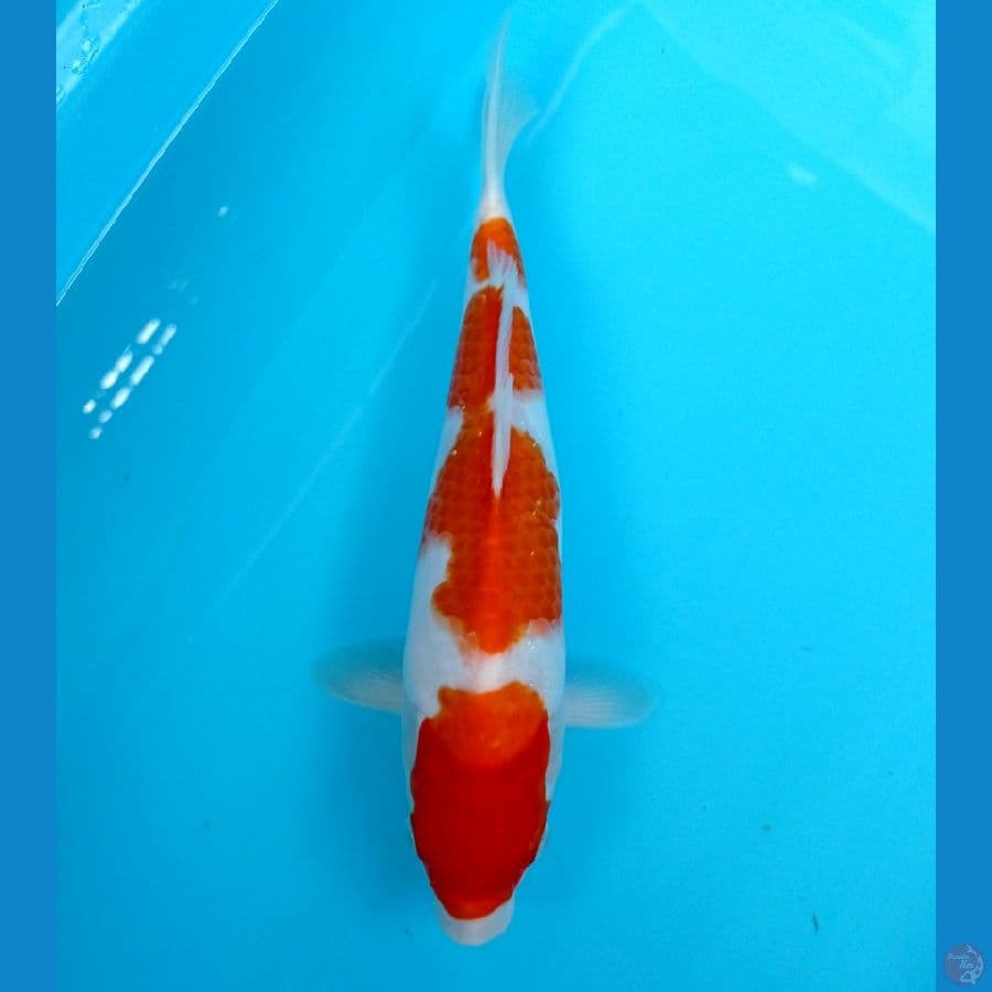kohaku 30cm