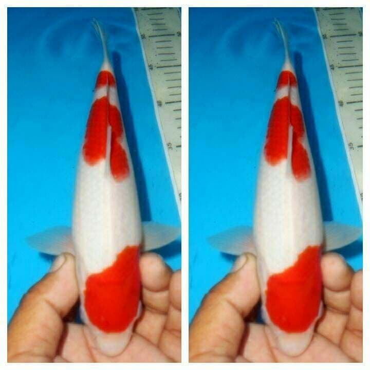 Baby kohaku f1 male