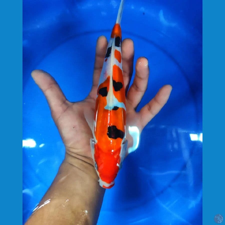 SANKE DOITSU 23 CM