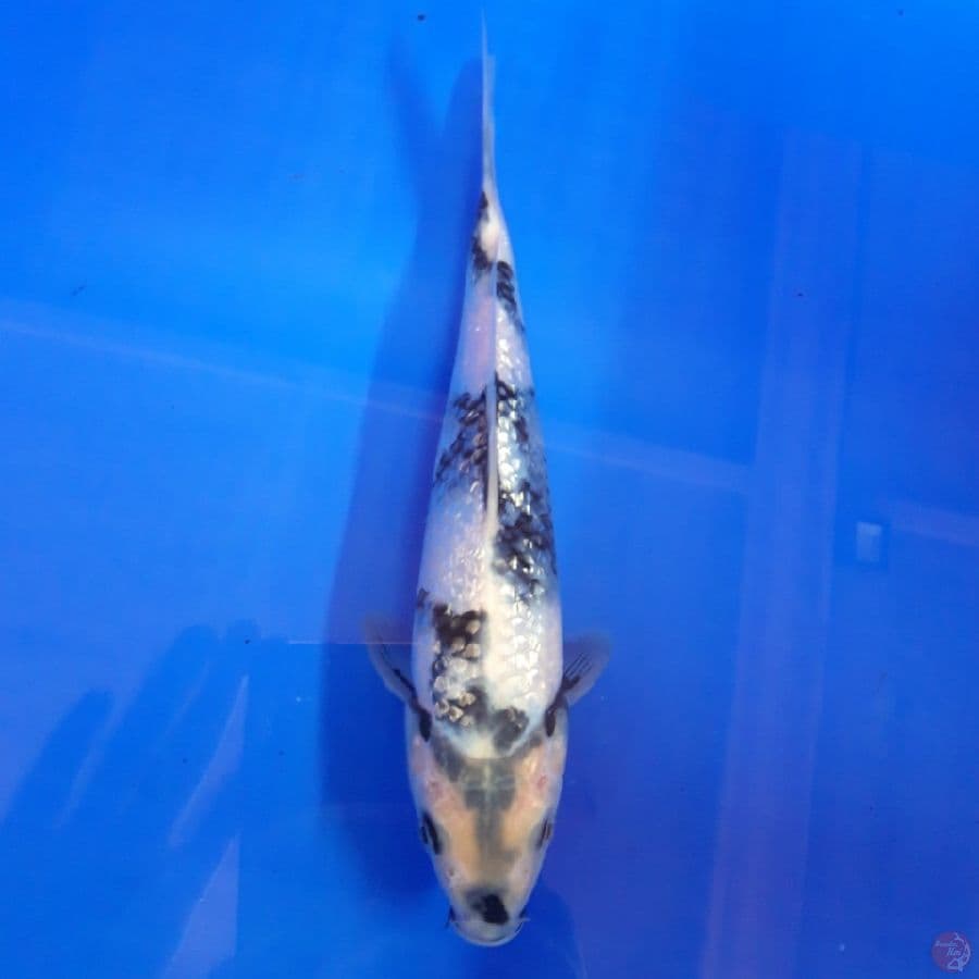 Shiro Ginrin Padat 22cm