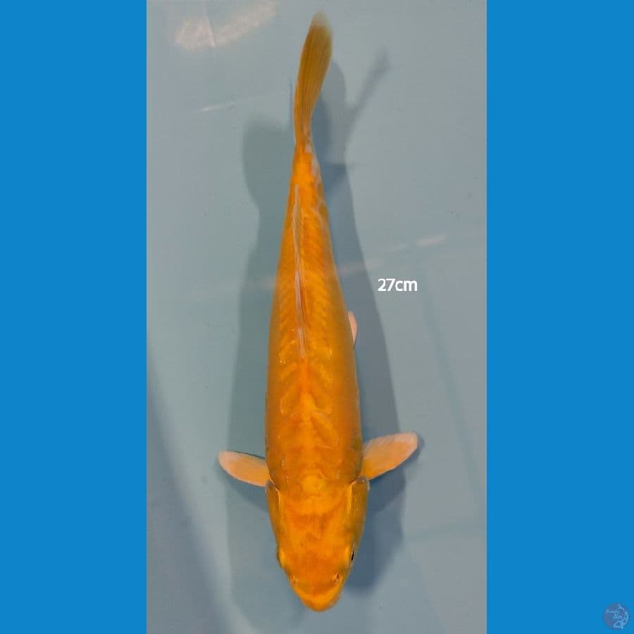 Ogon ~ 27cm