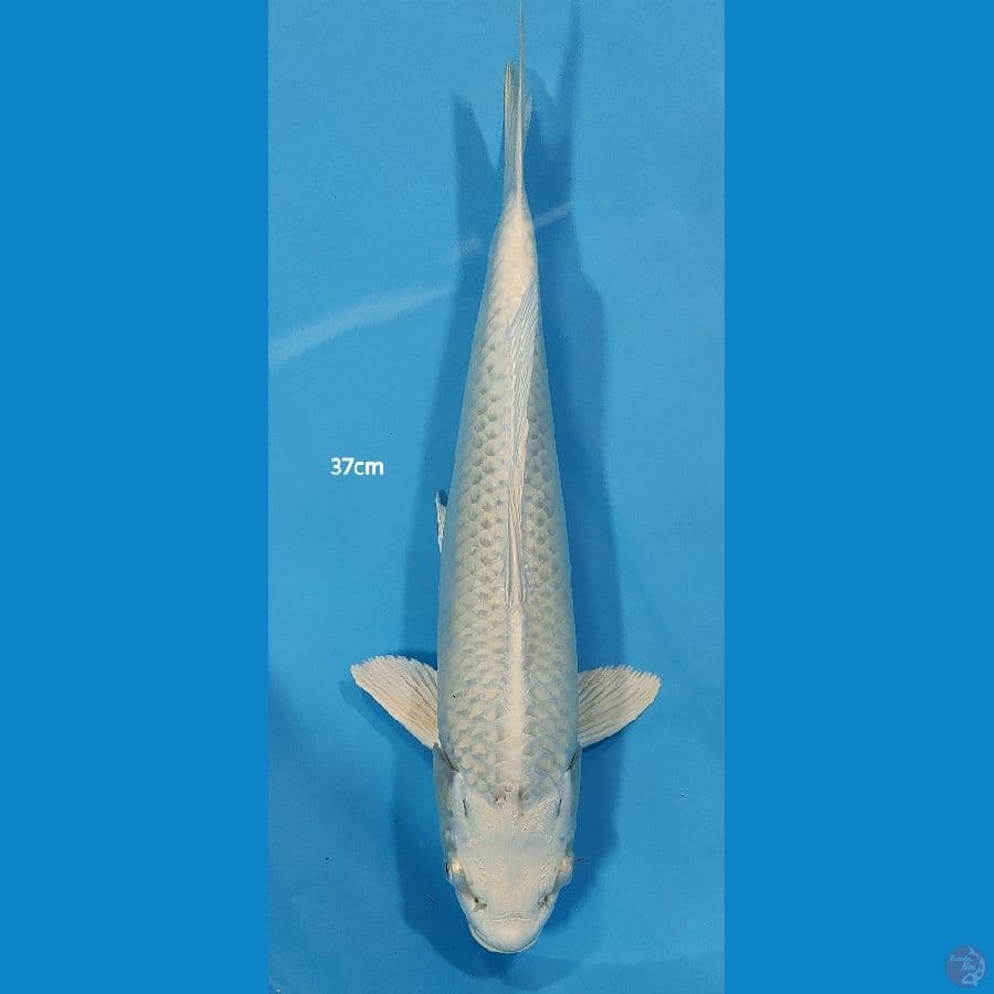 Platinum ~ 37cm