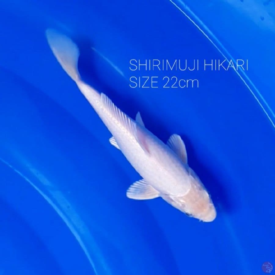 SHIROMUJI HIKARI 22cm