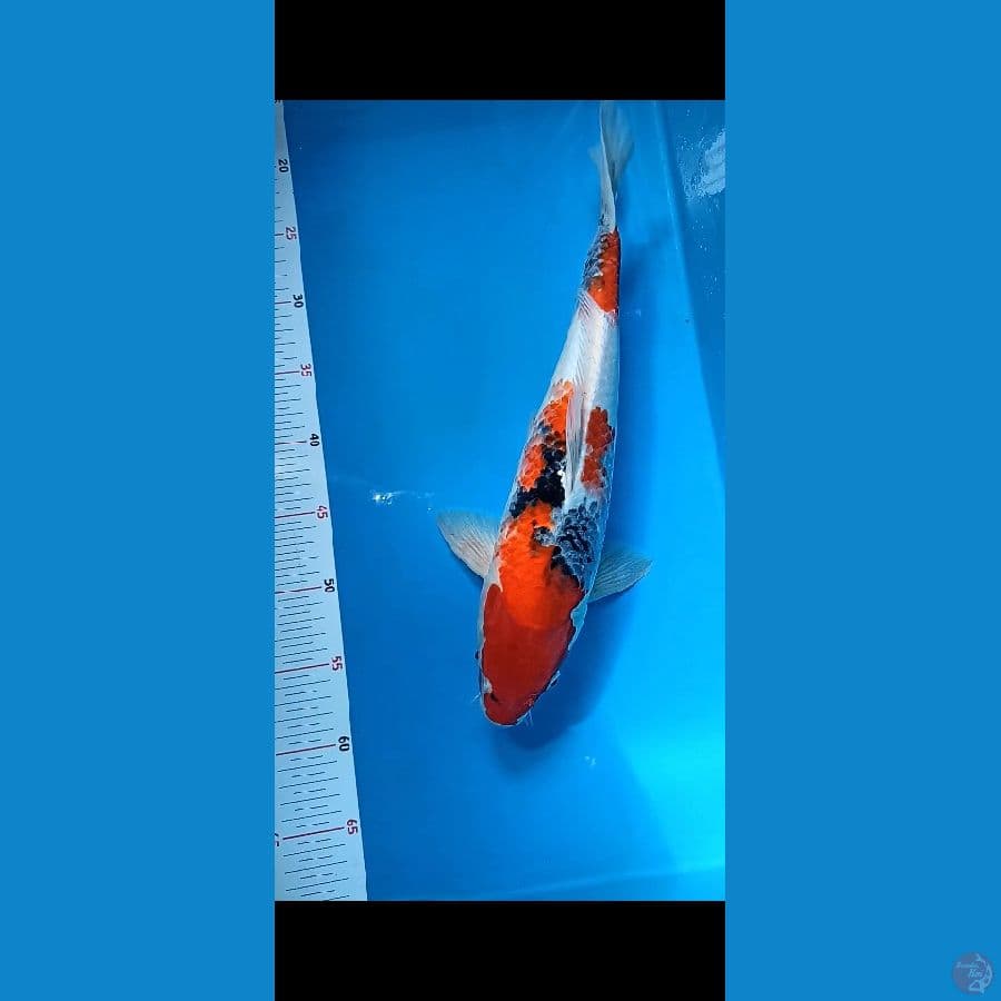 showa 40cm jantan