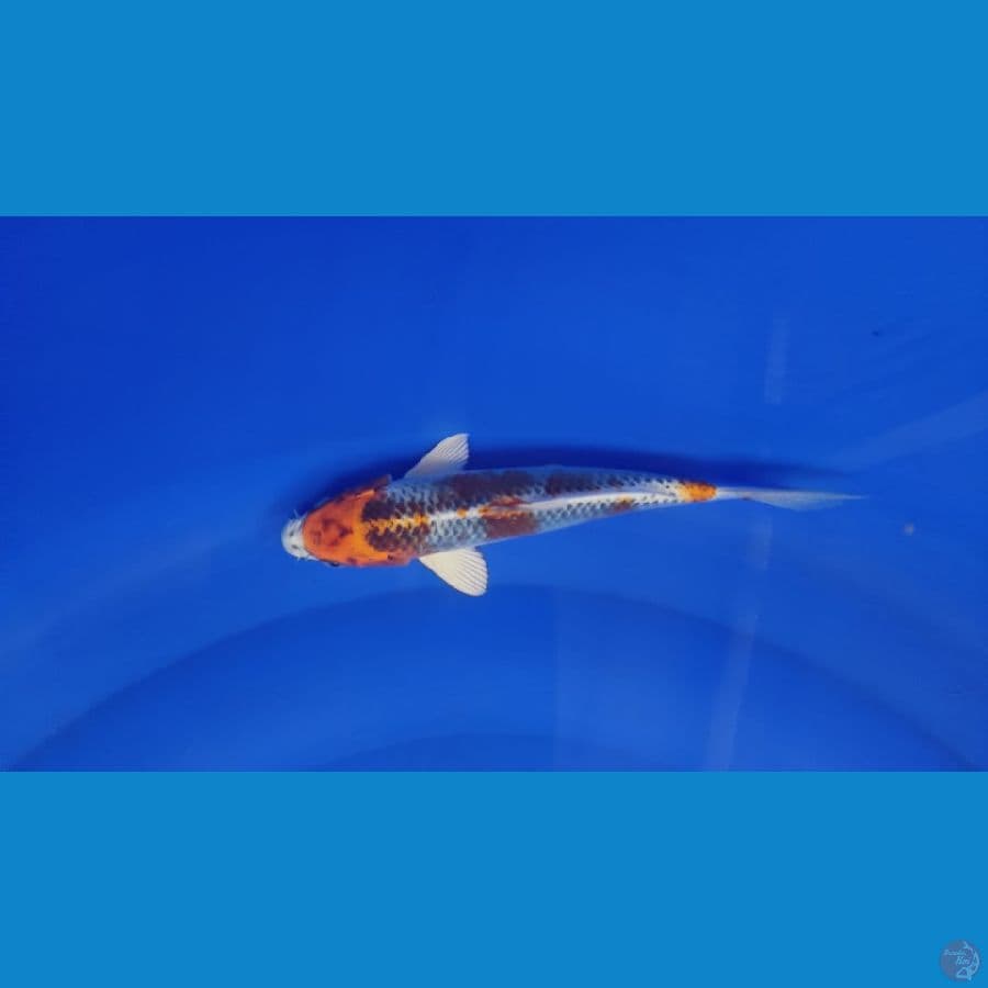 kujaku 25Cm