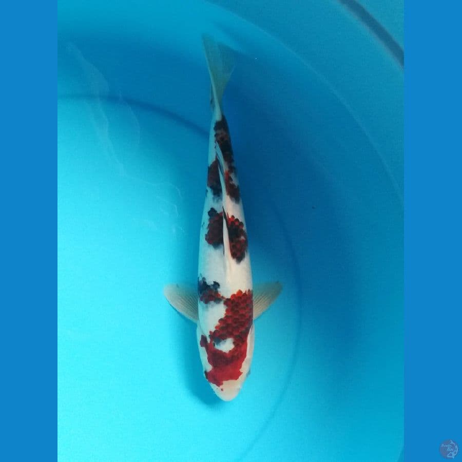 super male 35cm