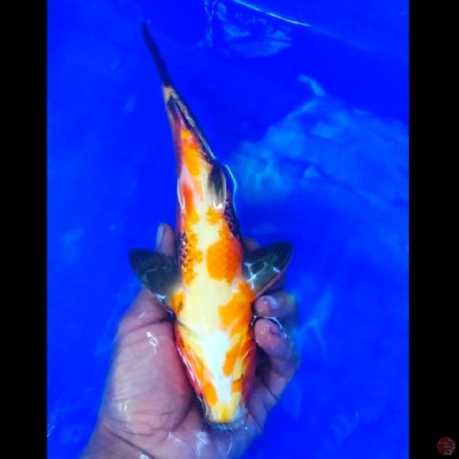 -RSJ 14- HI UTSURI M/27CM
