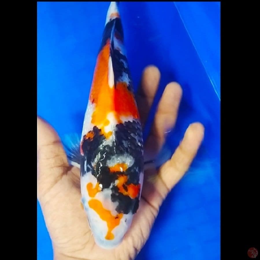 -RSJ 14- SHOWA GINRIN M/30CM