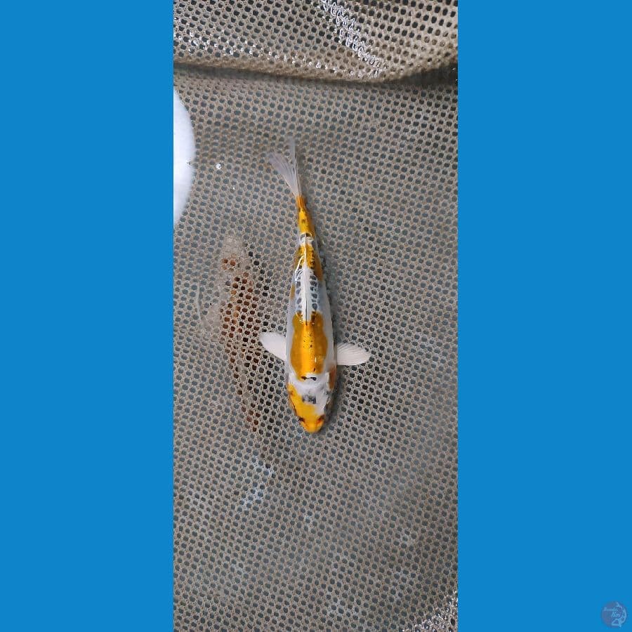 MINION 11 CM SQ - ARIAKA KOI FARM