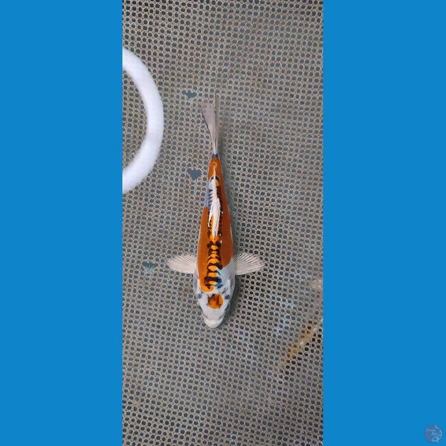 MINION 11 CM SQ - ARIAKA KOI FARM