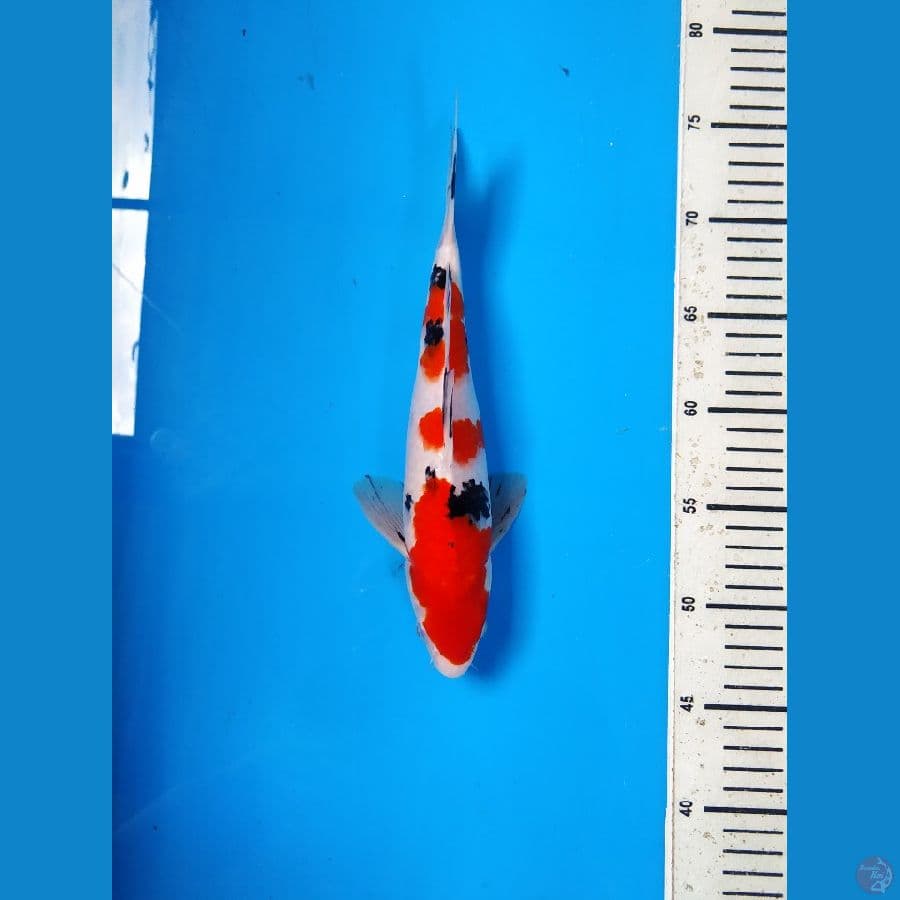 sanke male 27cm HQ