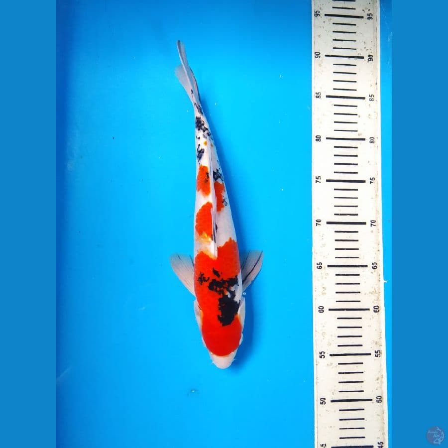 sanke Male 34cm