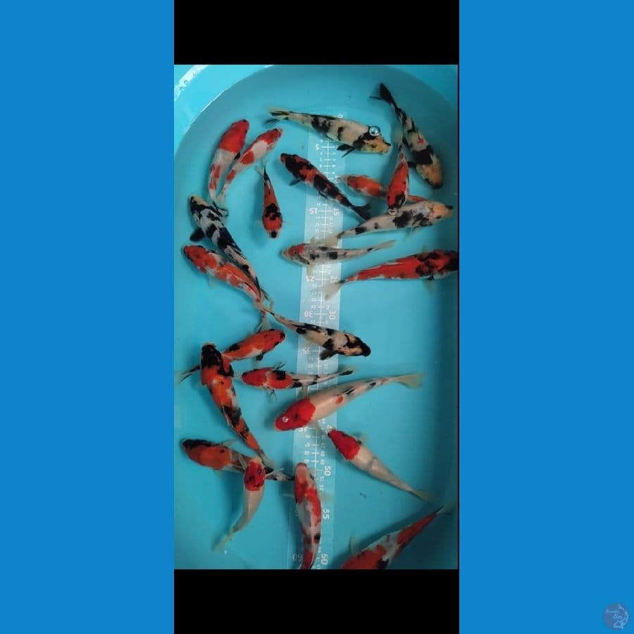 SHOWQ SHIRO MIX 23ekor