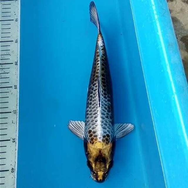 Kawari