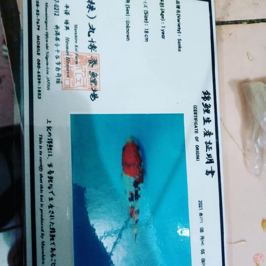 SANGKE 30 BU